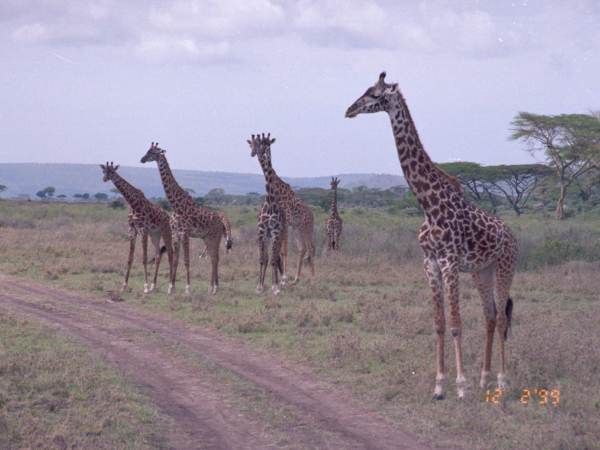 Zvědavé žirafy u cesty.