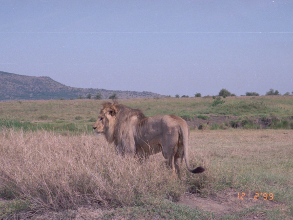 Lev v Serengeti.