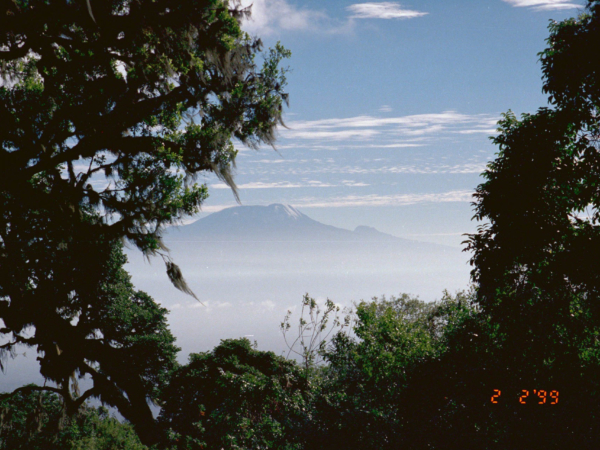 A znovu Kilimanjaro mezi stromy.