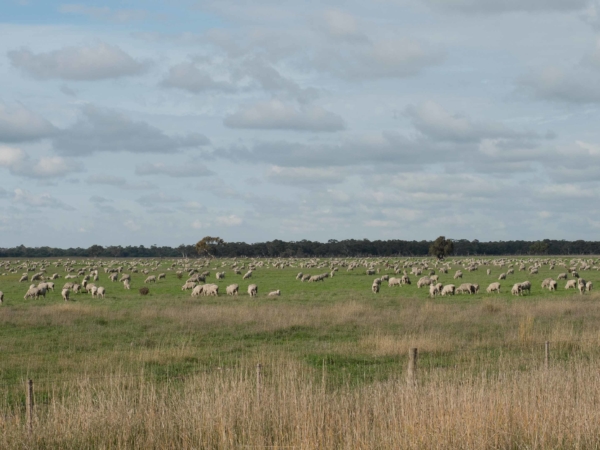 Cestou zelené pastviny plné ovcí.