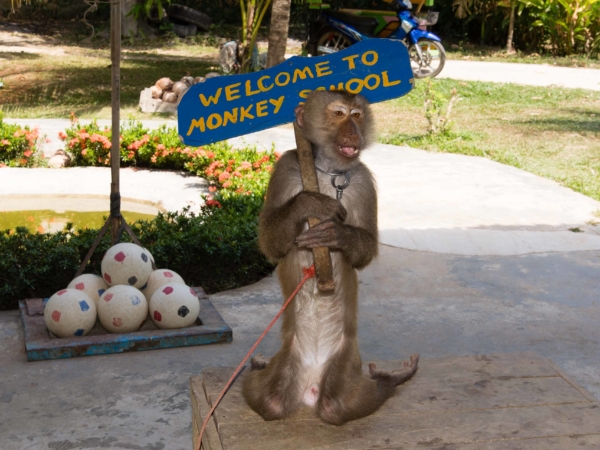V opičí škole - děti byly nadšené...