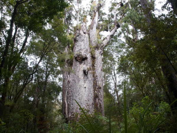 Nejstarší kauri strom vůbec. Jmenuje se 