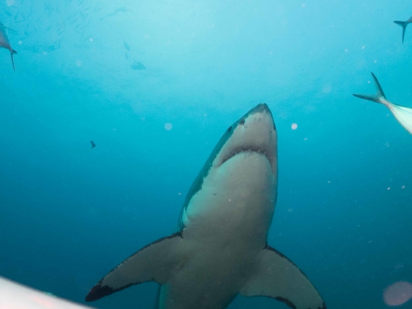Většina pozorování žraloků proběhla u severního Neptunova ostrova.