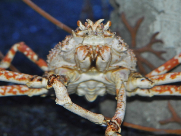 Krab královský - King crab