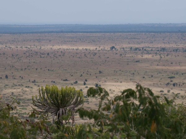 Krajina Krugerova parku.