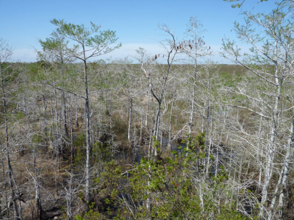 Pohled z vyhlídky na močálovité nekonečné pláně parku Everglades.