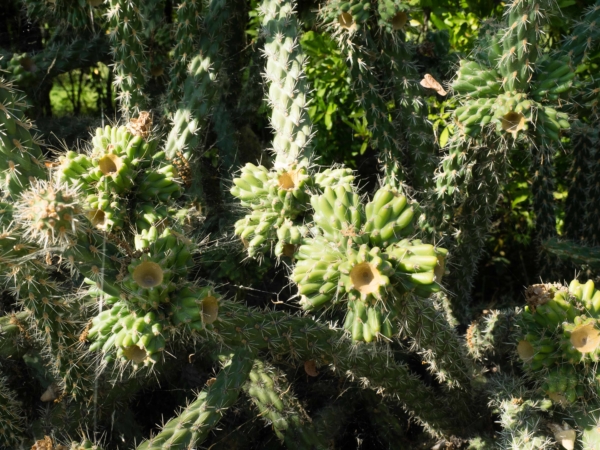 Kaktusy - poblíž městečka Corning - asi 300 km severně od San Francisca.