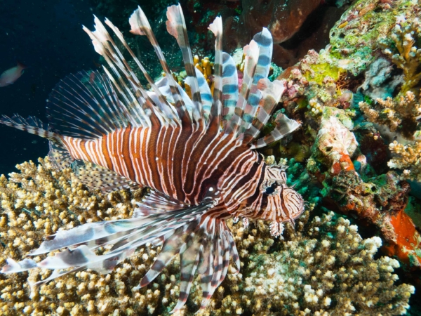 Lion Fish.