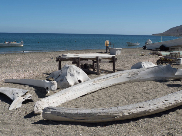 Rybářské přístaviště vyznačené velrybími kostmi...