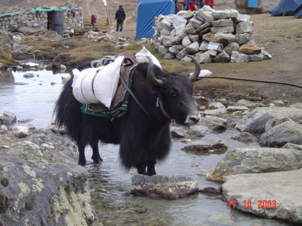 Odpočívající jak v Lobuche.