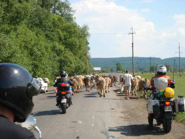 Stádo krav na silnici 1. třídy - nic vyjímečného.