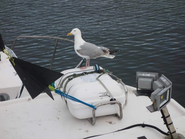 Racek hledající zbytky ryb na rybářské lodi.