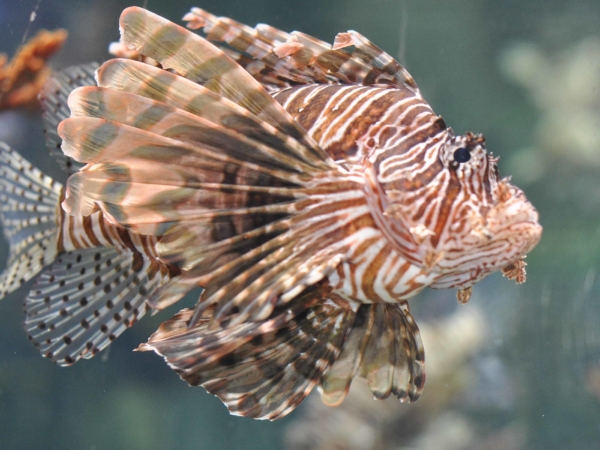 Perutýn - Lion Fish