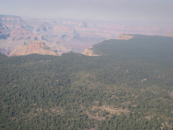 U hrany Grand Canyonu - v lese je vidět příjezdová silnice.