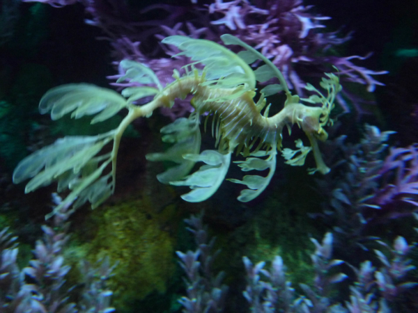 Mořský koník vypadající jako obživlá rostlinka.