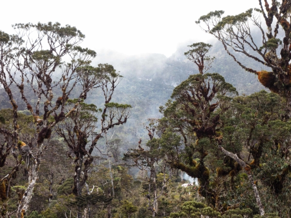 Řídnoucí džungle ve výšce téměř 3300 m.