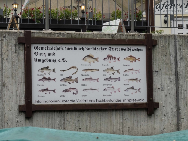 Německé ryby v v ramenech Sprévy.