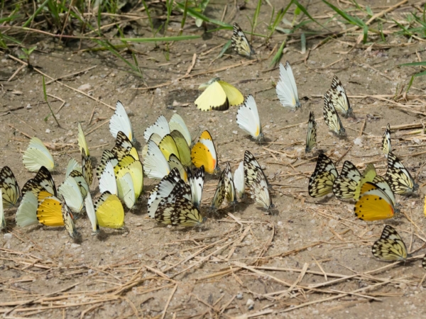 V jednom úseku bylo na na cestě tisíce motýlů.