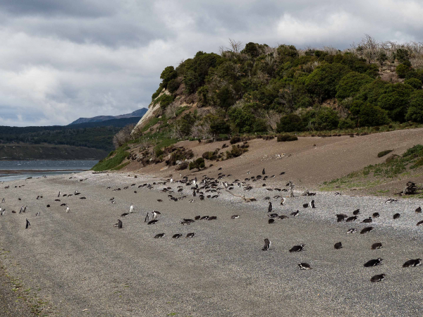 Na ostrově Martillo sídlí kolonie tučňáků většinou Magellanských.
