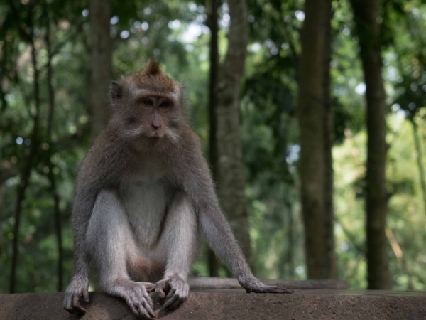 Opičí les - Monkey Forest v Ubudu