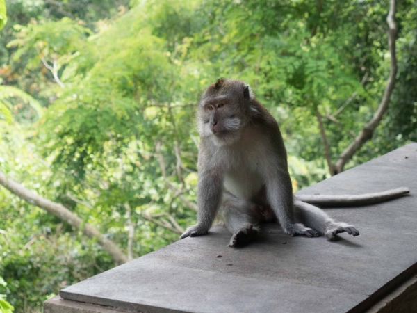 Opičí les - Monkey Forest v Ubudu